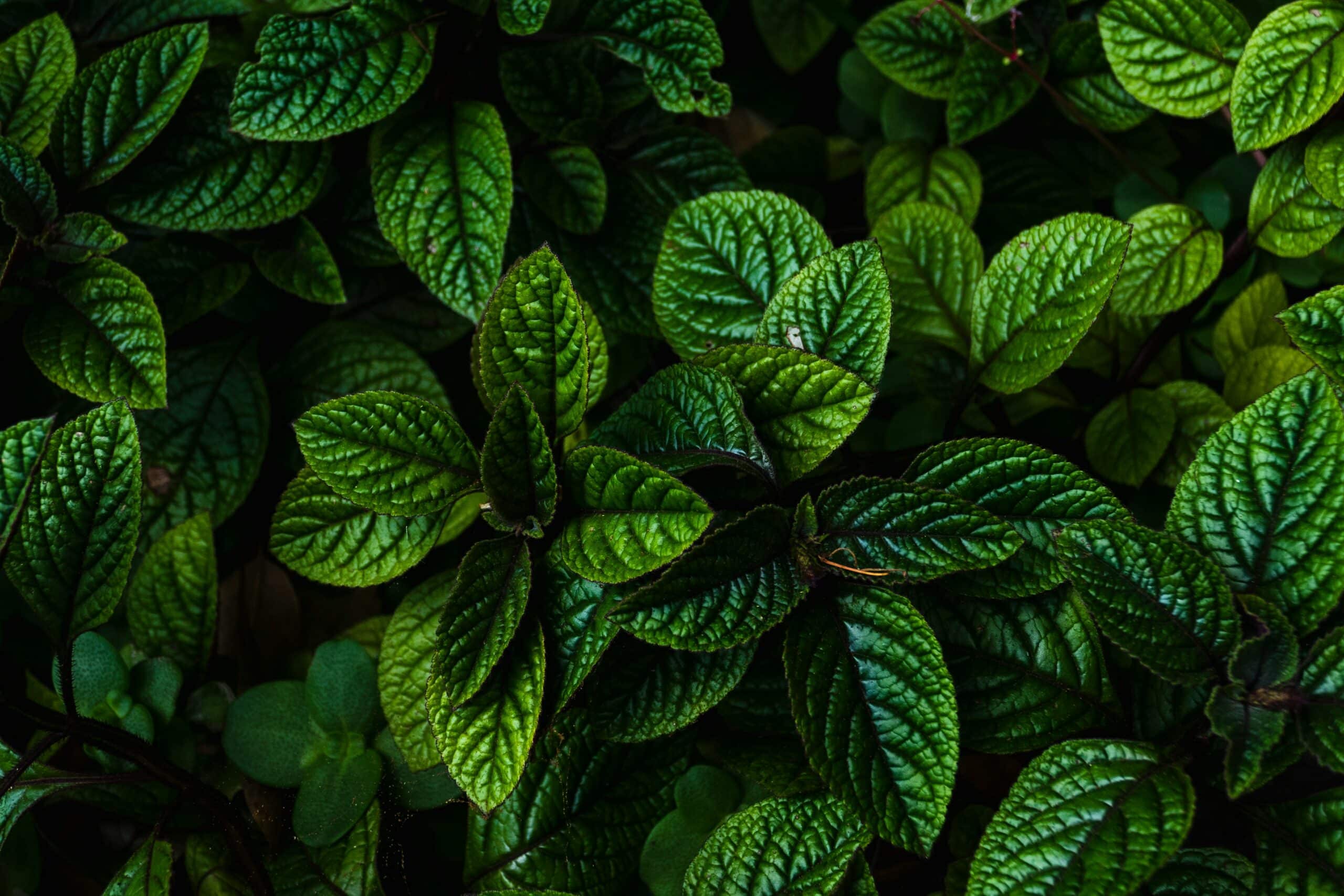josefin-3TFvE51aVqA-unsplash