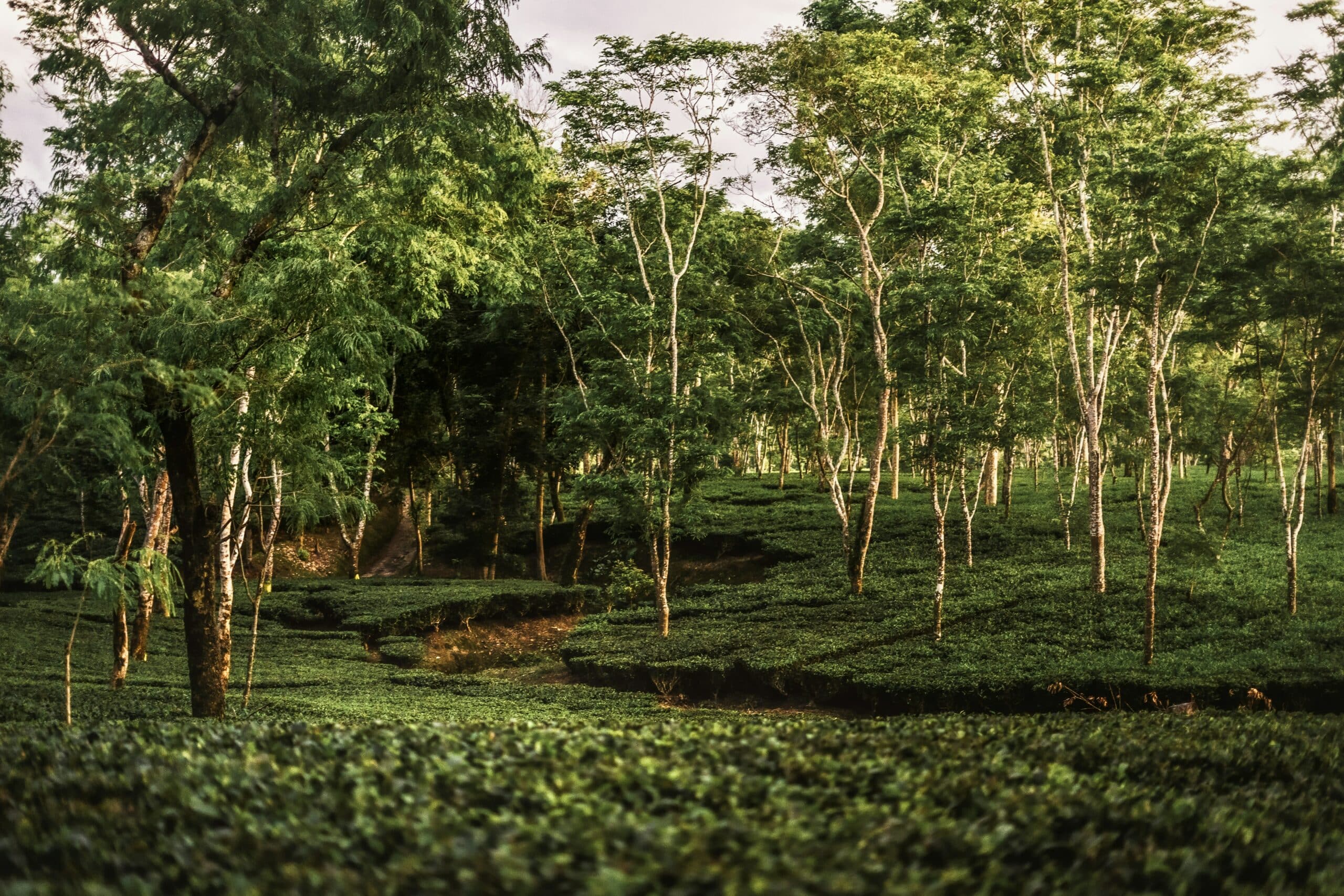 bhaskarjyoti-das–u5Ub1o16-A-unsplash